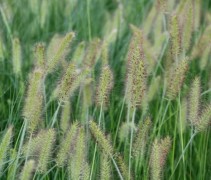 Pennisetum 'Hameln'