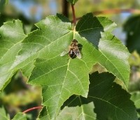 Acer rubrum 'October Glory' - Amerikaanse esdoorn - 2
