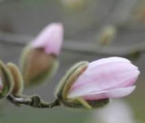 Magnolia stellata 'Rosea' bloem