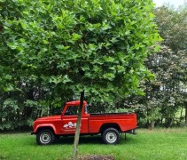 Platanus hispanica 'Alphons Globe'