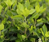 Clethra alnifolia 'Hummingbird' - Schijnsels 'Hummingbird' - 1