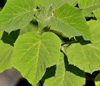 Paulownia tomentosa 'Hulsdonk' - Anna Paulownaboom 'Hulsdonk' - 1