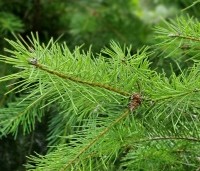 Pseudotsuga menziesii - Douglasspar - 4