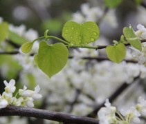 Cercis canadensis wit