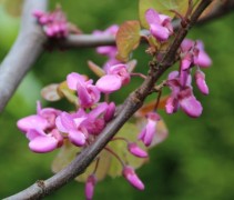 Cercis siliquastrum