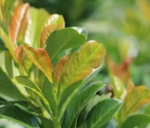 Het fraaie blad van de Etna
