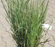Panicum 'Heavy Metal'