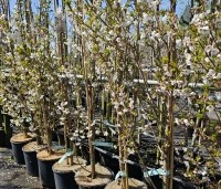 Prunus 'Umineko' - Prunus umineko - 3