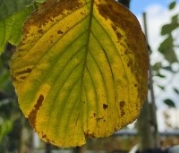 Sorbus 'Wardii' - grootbladige meelbes - 1