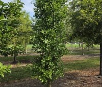 Ginkgo biloba 'Obelisk' - Japanse Notenboom 'Obelisk' - 1