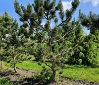 Pinus nigra 'Oregon Green' - Oostenrijkse den 'Oregon Green' - 3