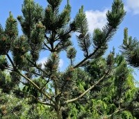 Pinus nigra 'Oregon Green' - Oostenrijkse den 'Oregon Green' - 4