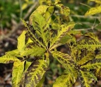 Chionanthus virginicus - Chionanthus virginicus - herfstblad