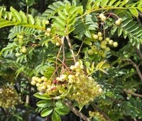 Sorbus 'Joseph Rock' - Lijsterbes 'Joseph Rock' - 4