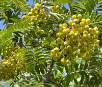 Sorbus 'Joseph Rock' - Lijsterbes 'Joseph Rock' - 3