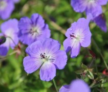 Snelgroeiende en lang bloeiende vaste plant; de Geranium 'Rozanne'