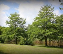 Zwarte Els 'Laciniata' bomen
