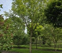 Pterocarya fraxinifolia - Vleugelnoot - 1