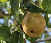 Pyrus com. 'Conference' - Pyrus com. 'Conference' - 8