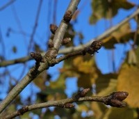 Quercus frainetto - Hongaarse eik - 4