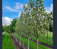 Liriodendron tulipifera 'Snowbird' - Tulpenboom 'Snowbird' - 1