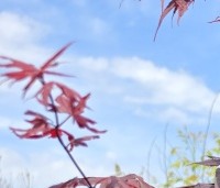 Acer palmatum 'Atropurpureum' - Japanse Esdoorn 'Atropurpureum' - 2