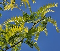 Gleditsia triacanthos 'Sunburst' - Valse christusdoorn - 3