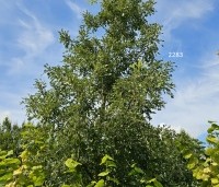 Quercus cerris 'Marmor Star' - Marmeren moseik - 2