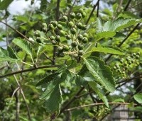 Sorbus intermedia - Lijsterbes - 1