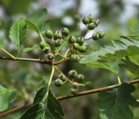 Sorbus intermedia - Lijsterbes - 2