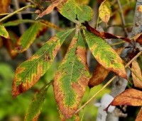 Aesculus pavia - Rode Pavia - herfst