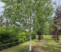 Betula utilis 'Doorenbos' - Himalayaberk - 4