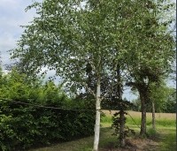 Betula utilis 'Doorenbos' - Himalayaberk - 3