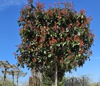 Photinia fraseri 'Red Robin'  - Glansmispel - 1