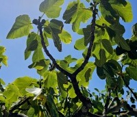 Ficus carica - Vijg - 3
