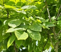Cladrastis kentukea - Geelhout - 1