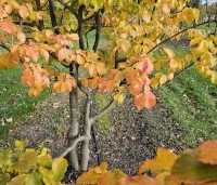 Parrotia persica 'Bella' - Perzisch IJzerhout - 4