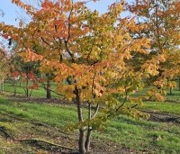 Parrotia persica 'Bella' - Perzisch IJzerhout - 3