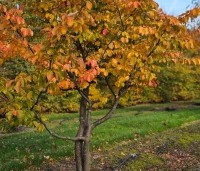 Parrotia persica 'Bella' - Perzisch IJzerhout - 2