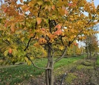Parrotia persica 'Bella' - Perzisch IJzerhout - najaar 2025