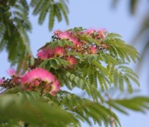Albizia 'Rosea' in struikvorm