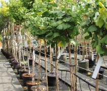 Ginkgo mariken met een 120 cm stam
