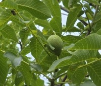 Juglans regia - Walnoot - 1