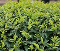 Prunus lusitanica 'Angustifolia' - Portugese laurier - 1