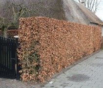 Fagus sylvatica