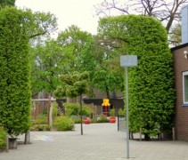 Haagbeuk, boogvormen