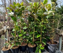 Magnolia grandflora 24 Below