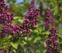 Syringa vulgaris 'Andenken an Ludwig Spath' - Gewone syring - 1