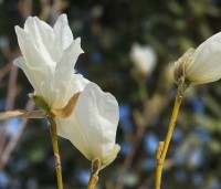 Magnolia kobus 'Isis' - Magnolia 'Isis' - 3
