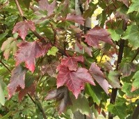 Acer rubrum 'Summer Red'  - Amerikaanse Esdoorn - 2